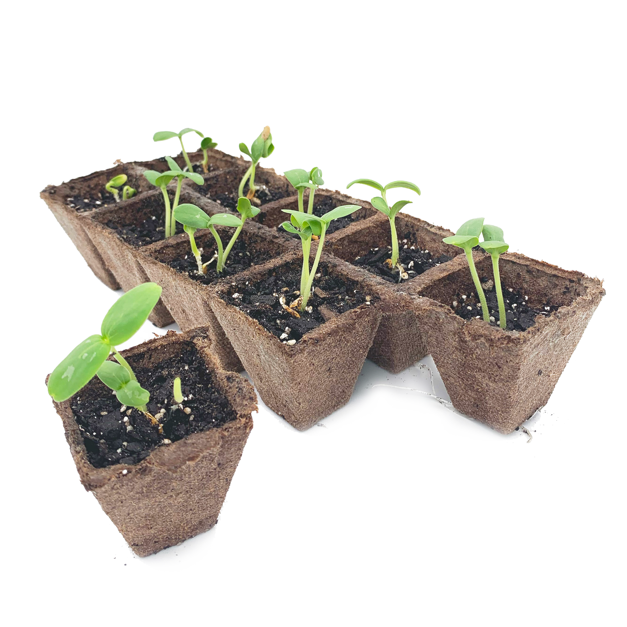 Biodegradable peat strips arranged in a grid pattern, each strip forming individual cells for seed starting.